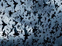 AngelxAfterxDark avatar