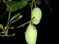 BankingStucco avatar