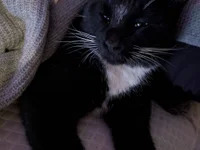 Beautifulbeast69@xh avatar