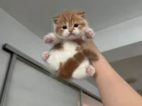 Binchubby avatar