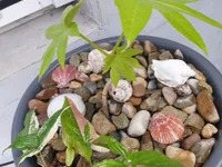 BisexBcsabarol avatar