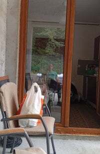 BrindledAbsence avatar