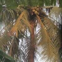 ConChimNhonho0 avatar