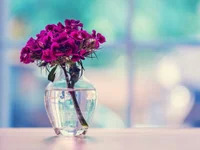 Dream_Girl1432 avatar