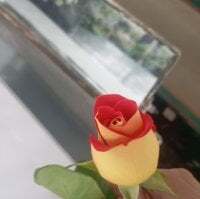 HYA2740 avatar