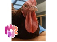 Hasiyaaa1 avatar