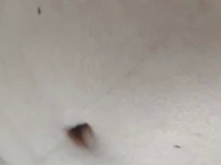 HyoidLescol avatar