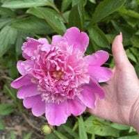 Intothewoodswego avatar