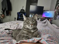 KatMan2869 avatar
