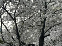 L32__1 avatar