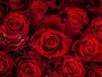 LuzSantoDeEmmanuel avatar