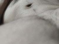 MellowedCombat avatar