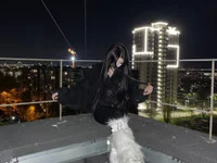 NoireLily avatar
