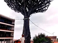 Pillarpe avatar
