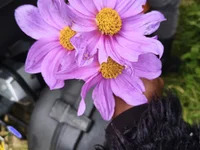Sassynina avatar