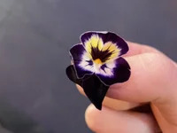 alexiiiiiiioo avatar