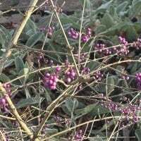 ashtrayhaterz avatar