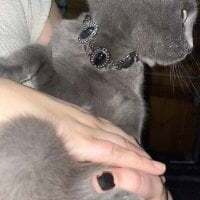 chaton_blanche avatar