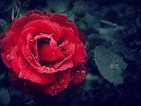 clickerstokens avatar