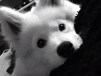 embeiuiu avatar