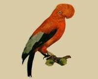 giorgiokapija avatar