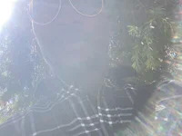 ishandis avatar