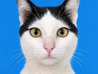 kanggia avatar