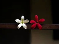 mannu2206@xh avatar