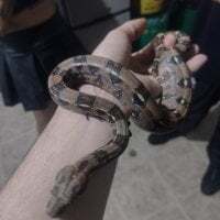 mascara_777333 avatar