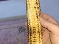 mohsensalh avatar