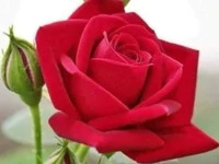 nani69simle avatar