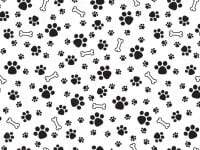 puppybrained07 avatar