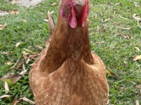 pyto974 avatar
