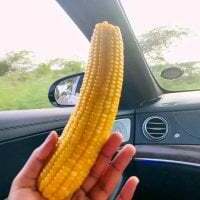 sexydickcock45 avatar