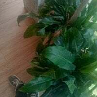 skinnyxsoo avatar