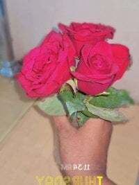 telugupilla0925 avatar