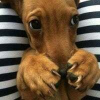 teubrinquedinho avatar