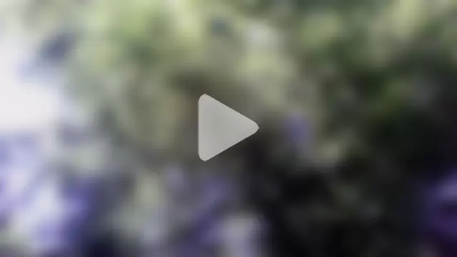 BedazedFirefly photo 27