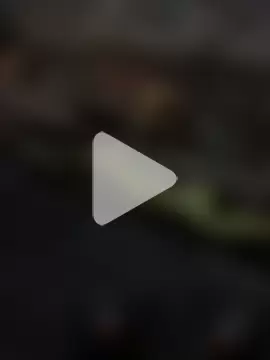 Bengali_BULL1 photo 14