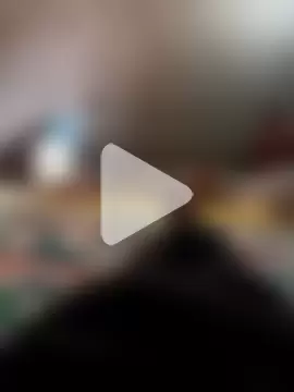 Bengali_BULL1 photo 6