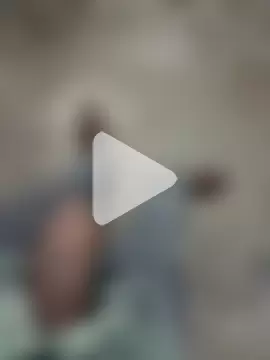 Bengali_BULL1 photo 24