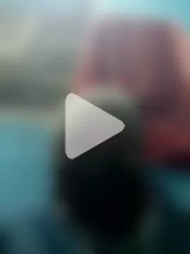 Bengali_BULL1 photo 14