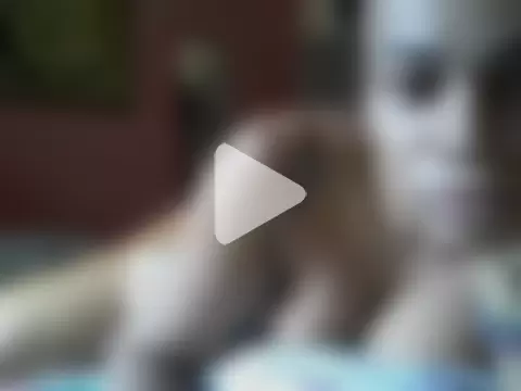 Bonecagulosa photo 2