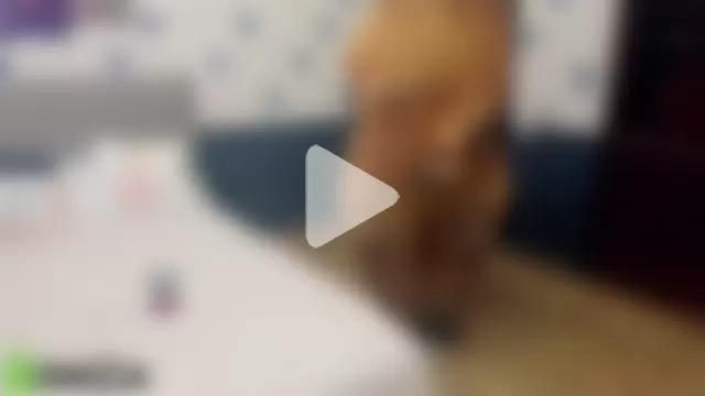 Diana_Dream photo 24