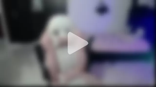 Elizabeth_rose02 photo 7