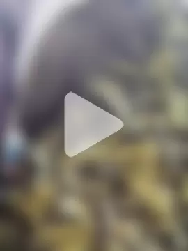 Indian-Glory photo 8