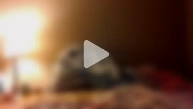 JoJoMonroe84 photo 19