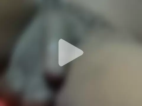 Latinian_cock photo 9