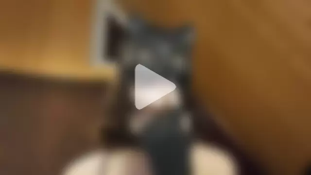 NovaKitty888 photo 14