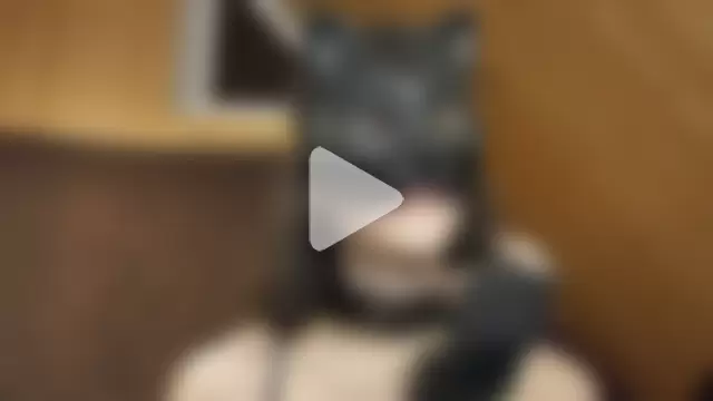 NovaKitty888 photo 9